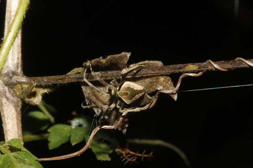 orb weavers
