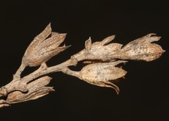 Psoralea striata