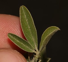 Psoralea striata