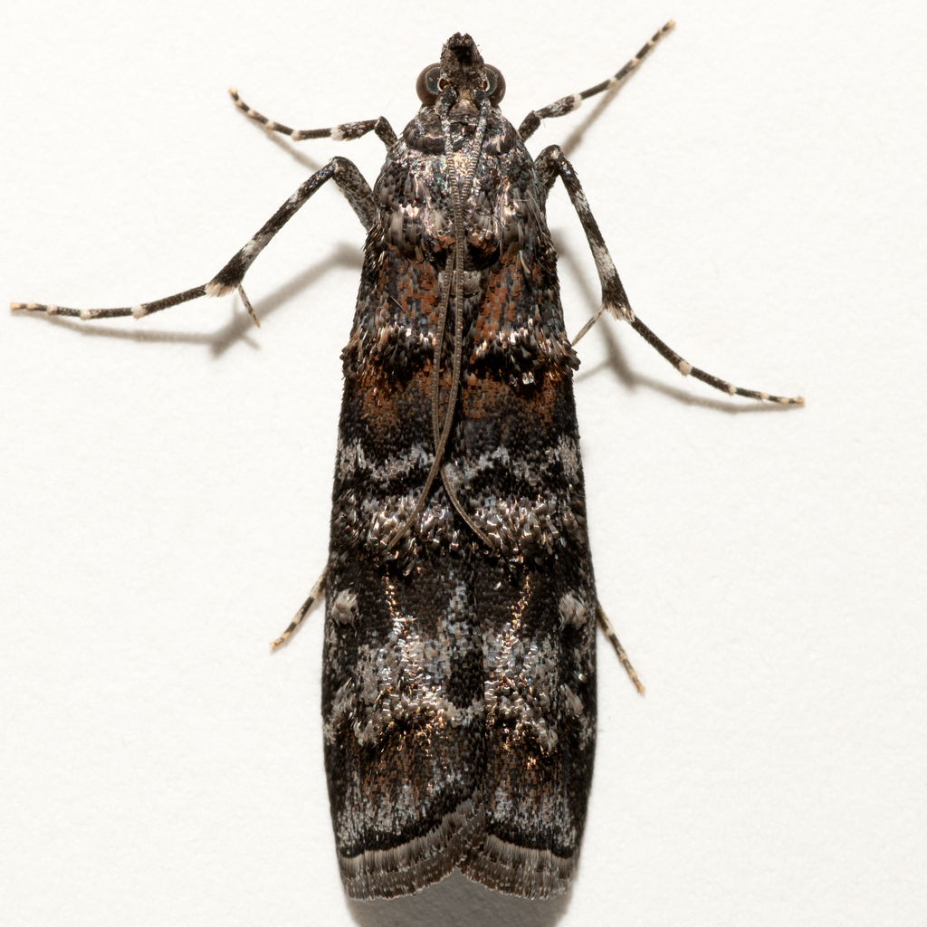 Dioryctria delectella