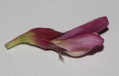 Polhillia involucrata