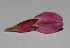 Polhillia involucrata