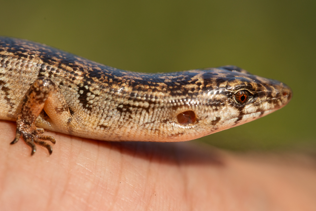 Jaragua Forest Lizard