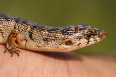 Jaragua Forest Lizard photo 1
