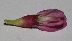 Polhillia involucrata