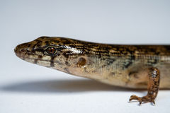 Jaragua Forest Lizard photo 3