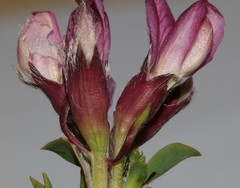 Polhillia involucrata