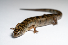 Jaragua Forest Lizard photo 2
