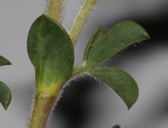 Polhillia involucrata