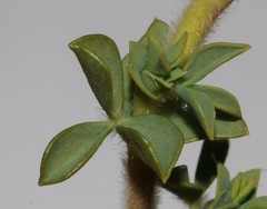 Polhillia involucrata