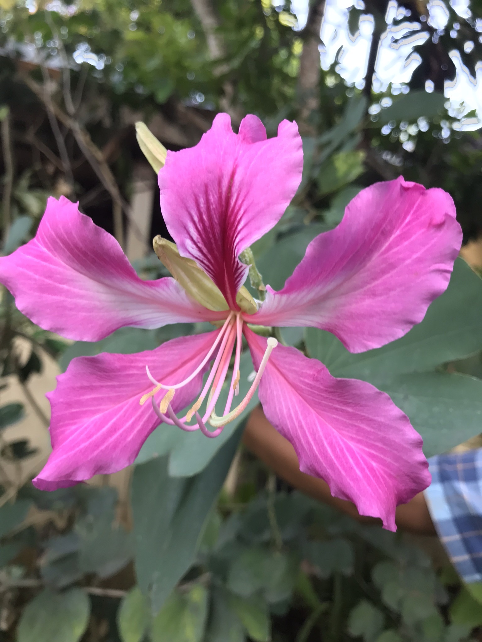 Bauhinia X blakeana