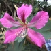 Bauhinia × blakeana - Photo (c) annecasson, algunos derechos reservados (CC BY-NC)