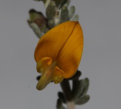 Aspalathus leucophylla