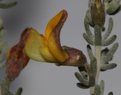 Aspalathus leucophylla