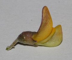 Aspalathus leucophylla