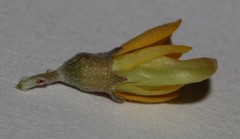 Aspalathus leucophylla