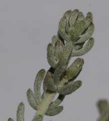 Aspalathus leucophylla