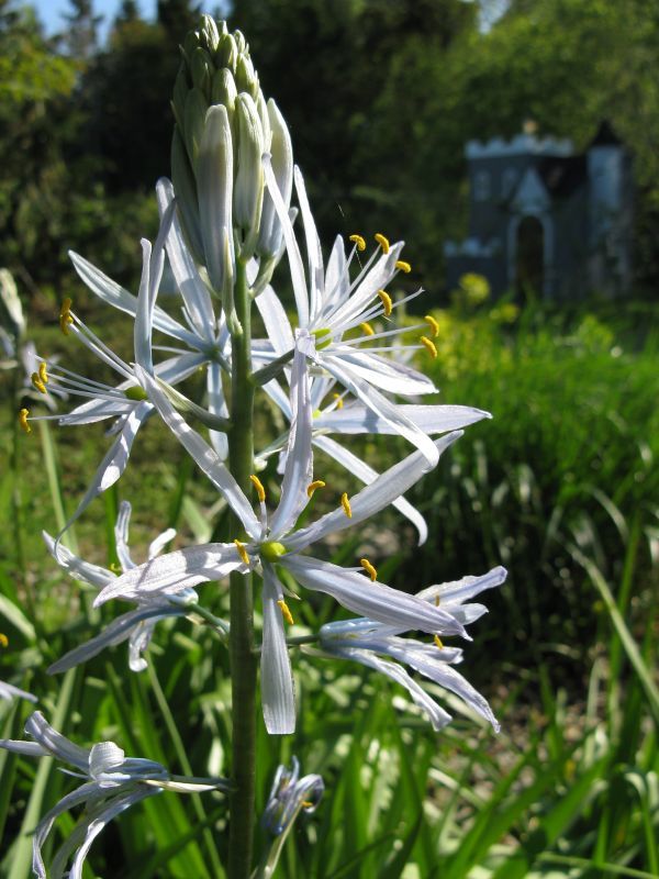 Camassia cusickii