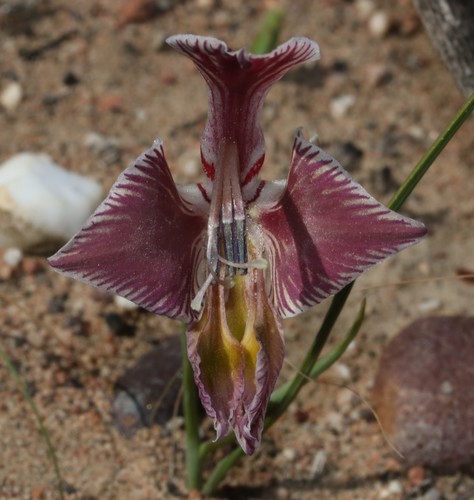 Image of Green Kalkoentjie by (c) Brian du Preez, some rights reserved (CC BY-SA)