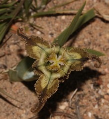 Ferraria variabilis