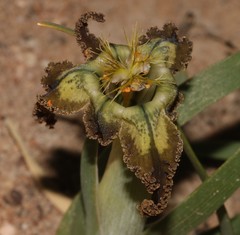 Ferraria variabilis