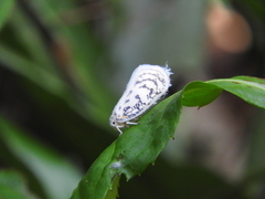 Copsyrna maculata