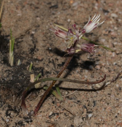 Image of Lachenalia juncifolia by (c) Brian du Preez, some rights reserved (CC BY-SA)