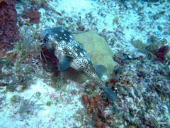 Chilomycterus reticulatus