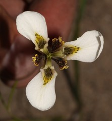 Moraea unguiculata