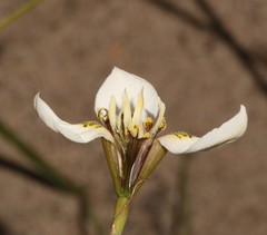 Moraea unguiculata
