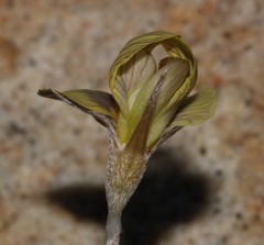 Lotononis gracilifolia