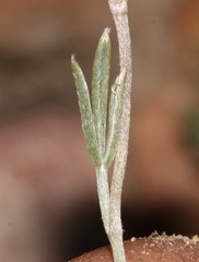 Lotononis gracilifolia