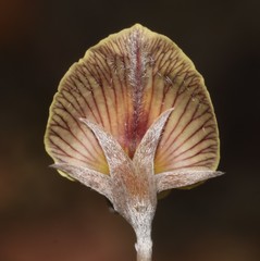 Lotononis gracilifolia