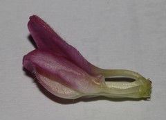 Polhillia involucrata