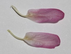 Polhillia involucrata