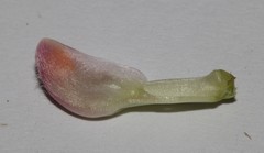 Polhillia involucrata