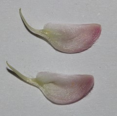 Polhillia involucrata