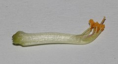 Polhillia involucrata