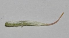 Polhillia involucrata