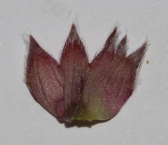 Polhillia involucrata