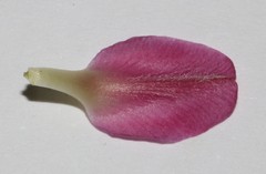 Polhillia involucrata