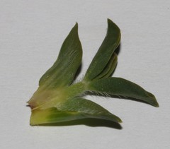 Polhillia involucrata