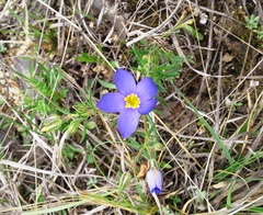 Giliastrum rigidulum