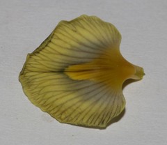 Lotononis gracilifolia