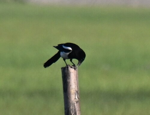 Oriental Magpie