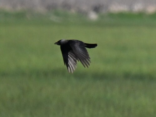 Daurian Jackdaw