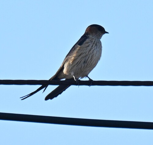 Eastern Red-rumped Swallow