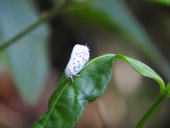 Copsyrna maculata