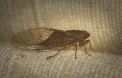 Chlorocysta vitripennis