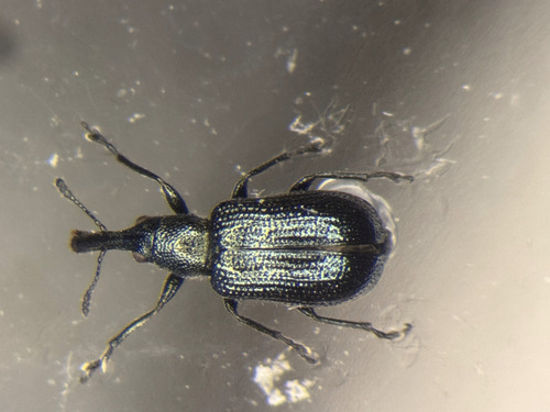 Temnocerus cyanellus